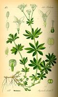 گالیوم یا شیرپنیر معطر